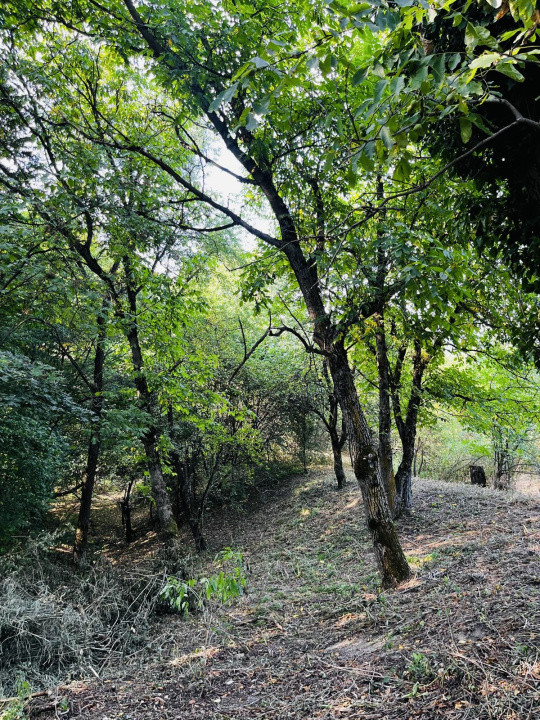Teren 4.173 mp, front 60 m – Văliug, aproape de Lacul Gozna