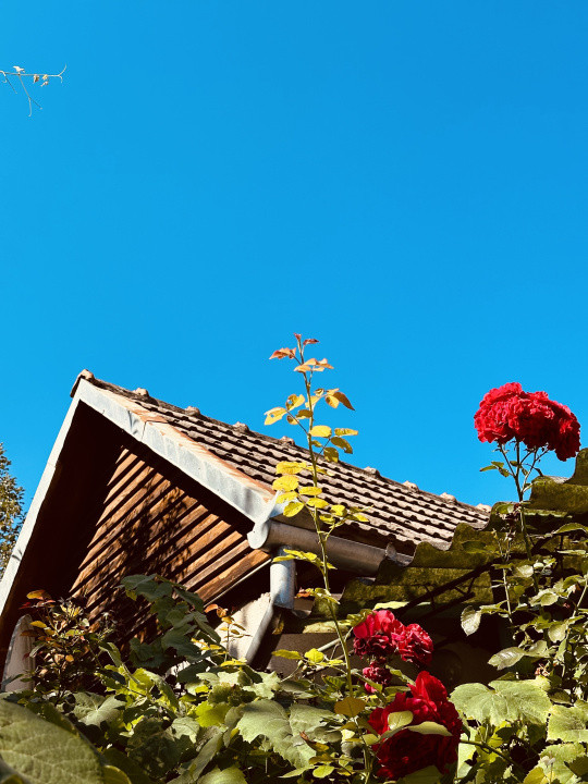 Casa de vacanta - Dognecea, CS - Teren 719 mp | Comision 0%